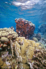 Bonaire Reef Caibbean