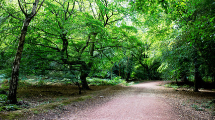 Forest Clearing