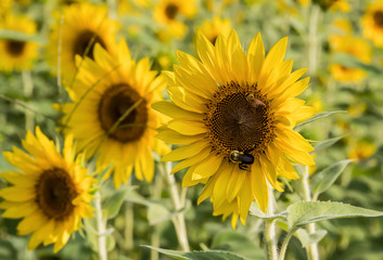 Fototapeta premium Sunflower with Bees