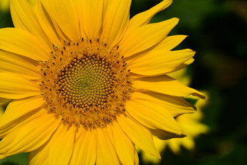 Closeup of a single brilliant yellow blooming sunflower in front of dark background