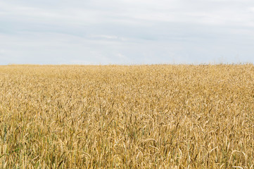 Wheat field against cloudy sky.