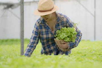 Fresh from farm. Gardener carrying crate of fresh lettuce from farm ready to sell to client.