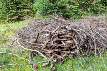 Pile of dry branches in the forest