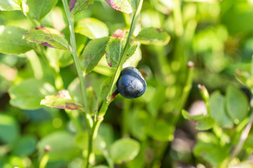 Ripe bilberry on bush. Close up.