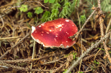 Small fly agaric in forest. Close up.