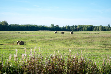 Fototapeta premium field of wheat