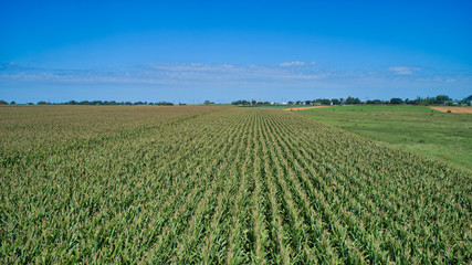 Fototapeta na wymiar Aerial View of Farm Agriculture Plants in Rows