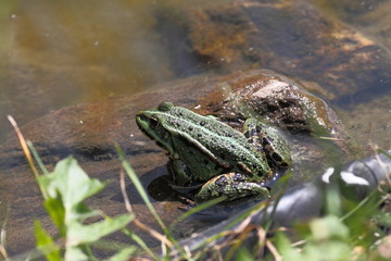 The frog