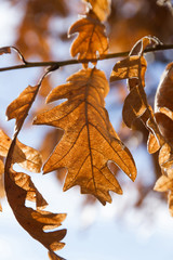 Detail of lobed leaf of white oak , brown in the winter and sky background