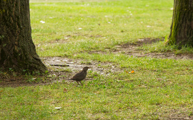 Bird in the grass with food in its beak