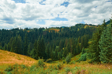 Beautiful summer landscape - spruces on hills, cloudy sky at bright sunny day. Carpathian mountains. Ukraine. Europe. Travel background.