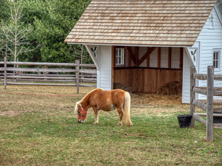 Miniature Horse Feeding on Grass in the Pasture