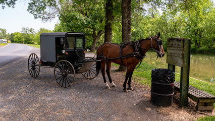 Obraz premium Horse and Buggy Waiting for it's Owner