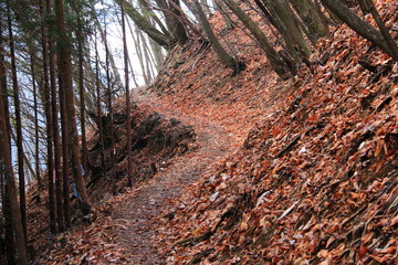 早春　雪の雲取山への道　枯れ葉の登山道