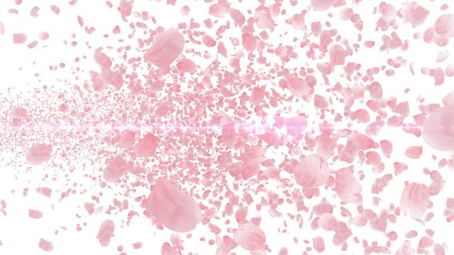 Cherry Blossom Sakura Petals and Lens Flares Particles background