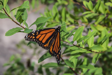 Monarch butterfly resting on some leaves