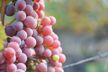 grapes at sunset in autumn harvest, Vineyards 