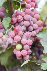 grapes at sunset in autumn harvest, Vineyards 
