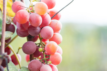 grapes at sunset in autumn harvest, Vineyards 