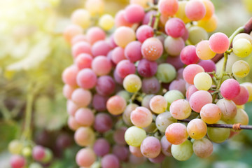 grapes at sunset in autumn harvest, Vineyards 