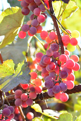 grapes at sunset in autumn harvest, Vineyards 