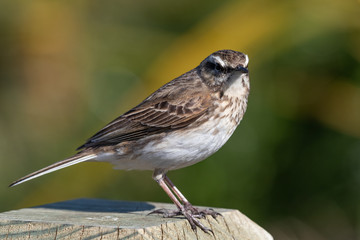 Australasian Pipit