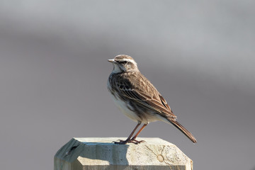 Australasian Pipit