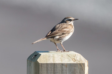 Australasian Pipit