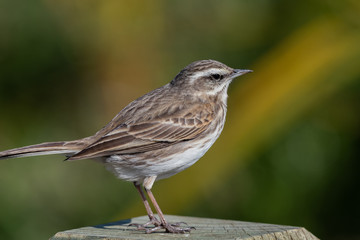 Australasian Pipit