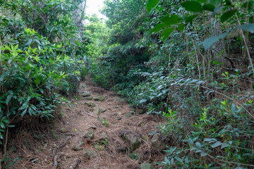 walking through the indigenous mountain, walk and excellent exercise in nature