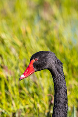 Black Swan in Australasia