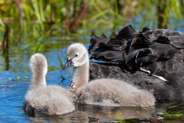 Black Swan in Australasia