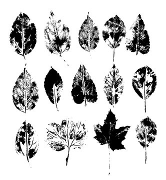 A set of silhouettes of tree leaf prints. Vector illustration