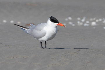 Caspian Tern in Australasia