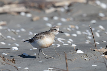 New Zealand Dotterel