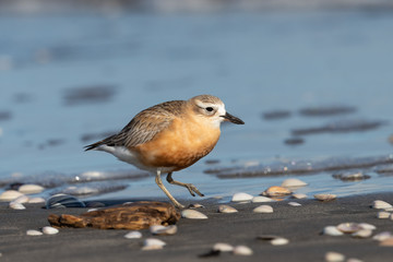 New Zealand Dotterel