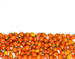 rose hip branch Rosa canina isolated on white	