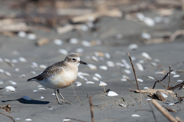 New Zealand Dotterel