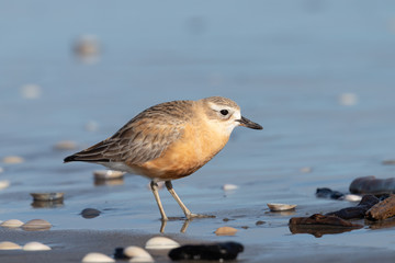 New Zealand Dotterel