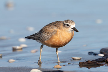New Zealand Dotterel