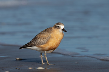 New Zealand Dotterel