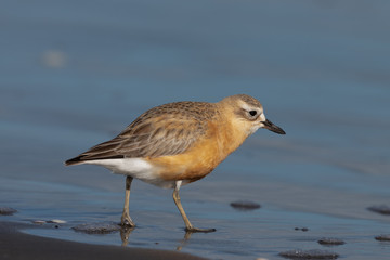 Obraz premium New Zealand Dotterel