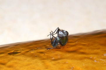 Macro photo of house fly caught on a glue trap.