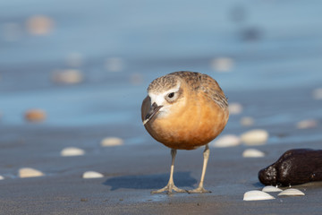 New Zealand Dotterel