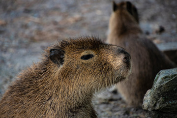 Naklejka na ściany i meble Capibara is the biggest rat in the world. Native to South America