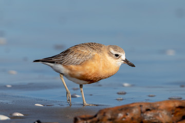 New Zealand Dotterel