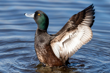 New Zealand Endemic Scaup Duck