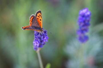 Natural purple lavender flower in garden.  P