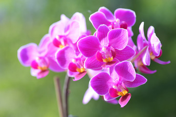 Fototapeta na wymiar Purple orchid flower close up on blurred green vagenta bokeh background