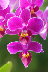 Purple orchid flower close up on blurred green vagenta bokeh background